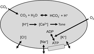 Control of Cerebral Blood Flow by Blood Gases